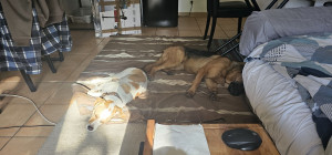 Photo de galerie - Garde chien à mon domicile