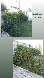 Photo de galerie - Taille de haies et d'arbustes