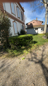 Photo de galerie - Taille de haies et d'arbustes