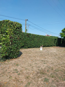 Photo de galerie - Taille de haies 
