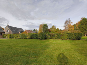 Photo de galerie - Taille d'entretien de haie