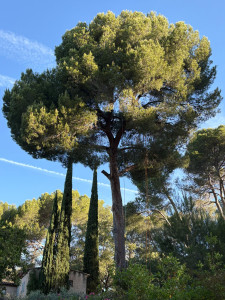 Photo de galerie - Elagage et coupe d'arbres