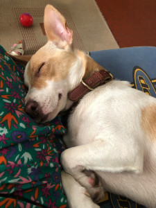 Photo de galerie - Garde chien