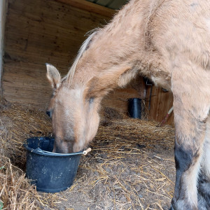 Photo de galerie - Garde animaux