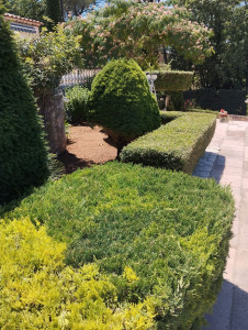 Photo de galerie - Haie et arbustes taillé désherbage de la mauvaise herbes   aussi 