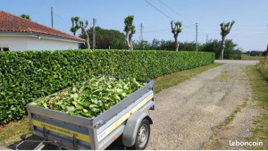 Photo de galerie - Taille haie 