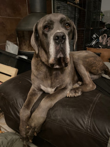 Photo de galerie - Garde chien