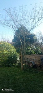 Photo de galerie - Elagage et coupe d'arbres