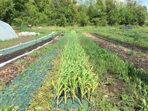 Photo de galerie - Plantation de poireaux