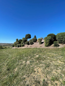 Photo de galerie - Tailles d’arbustes sur un talus !