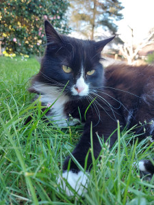 Photo de galerie - Garde chat