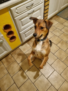 Photo de galerie - Belle, chienne de 2 ans adorable et speed 