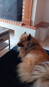 Photo de galerie - Un des 2 Eurasier que j'ai gardé chez moi