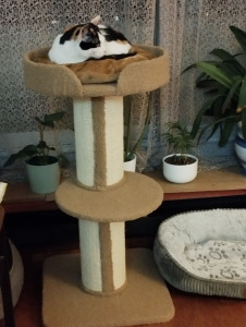 Photo de galerie - Garde chat