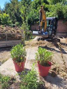 Photo de galerie - Elagage et coupe d'arbres