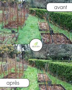 Photo de galerie - Taille de framboisier