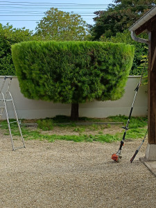 Photo de galerie - Taille de pin 
