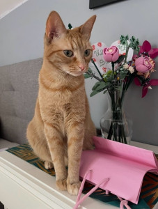Photo de galerie - Garde chat 