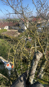Photo de galerie - Coupe de tête d’un noisetier un peux trop haut 