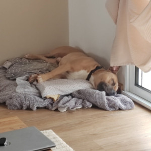 Photo de galerie - A mon domicile et la sieste après une longue balade 