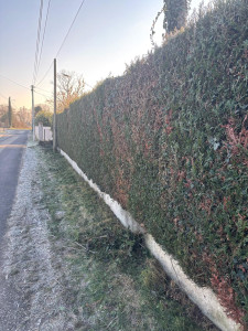 Photo de galerie - Taille de haie