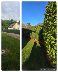 Photo de galerie - Enlèvement de haie + rognage des souches (avant /après)
