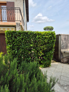 Photo de galerie - Taille de haie terminée.