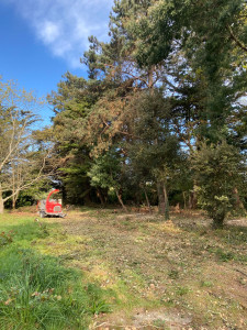 Photo de galerie - Remise en état d’un grand sous bois avec du débroussaillage, de la taille d’arbustes et location d’un broyeur pour faire du paillage 