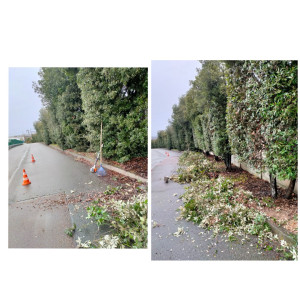 Photo de galerie - Elagage et coupe d'arbres