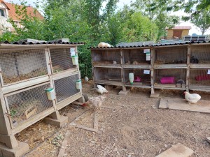 Photo de galerie - Pension pour lapins nains et cochons d inde .nous avons aussi un chalet avec des cages pour l hiver et des enclos sur l herbe en fonction des besoins de vos animaux,