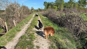 Photo de galerie - Avril 2026 - Balade du soir pour Moka