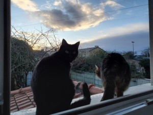 Photo de galerie - Garde chat