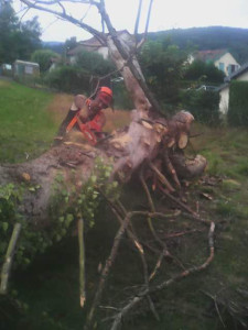 Photo de galerie - Abattage d'un gros sapin sec en bord de maison avec évacuation des bois
