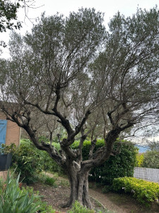 Photo de galerie - Elagage et coupe d'arbres