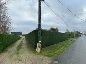 Photo de galerie - Taille de haie de leylandie (après)
