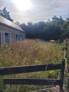 Photo de galerie - Tonte de pelouse - Débroussaillage