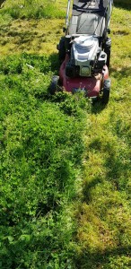 Photo de galerie - Tonte de pelouse - Débroussaillage