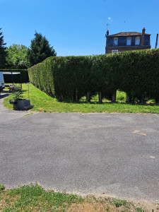 Photo de galerie - Taille de haies de thuyas 