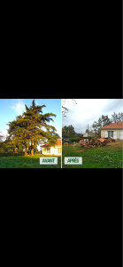 Photo de galerie - Elagage et coupe d'arbres