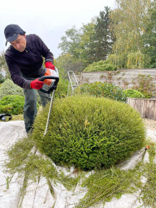 Photo de galerie - Taille d'entretien d'un arbuste d'ornement réalisée par nos équipes, pour un jardin structuré et parfaitement entretenu.