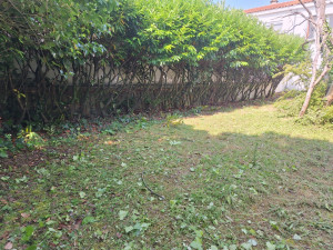 Photo de galerie - Élagage de sapin