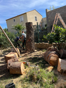 Photo de galerie - Elagage et coupe d'arbres