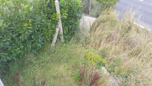 Photo de galerie - Tonte de pelouse - Débroussaillage