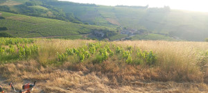 Photo de galerie - Entretien des parcelles de vignes 