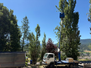Photo de galerie - Elagage et coupe d'arbres