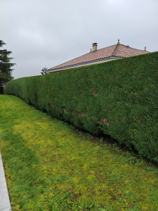 Photo de galerie - Taille de haies 