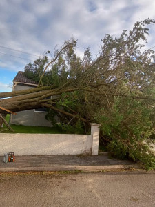 Photo de galerie - Elagage et coupe d'arbres
