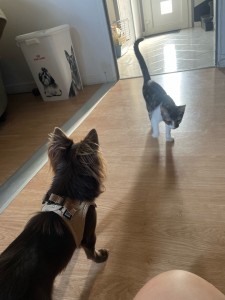 Photo de galerie - Garde animaux