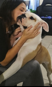 Photo de galerie - Garde chien