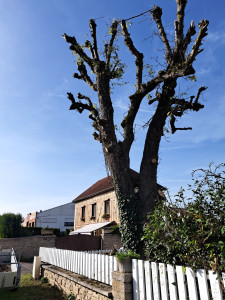 Photo de galerie - Élagage arbres avec évacuations 